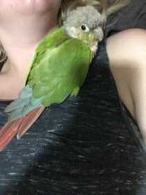 Found Conure