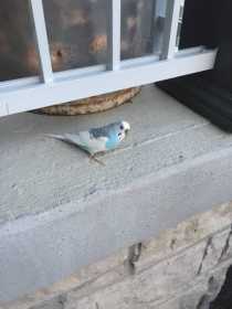 Found Parakeet