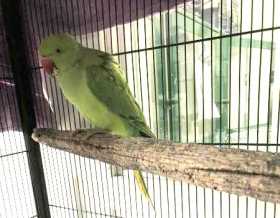 Found Indian Ringneck Parakeet