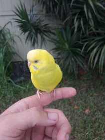 Found Budgerigar