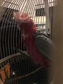 Found Galah Cockatoo