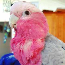 Found Galah Cockatoo
