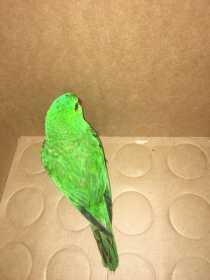 Found Parrotlet