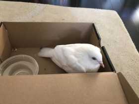 Found Dove