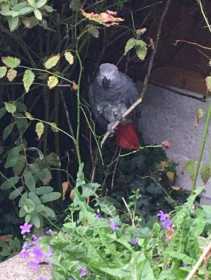 Found African Grey