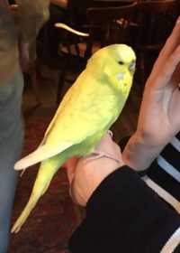 Found Budgerigar