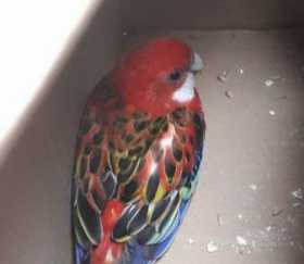 Found Rosella