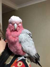 Found Galah Cockatoo