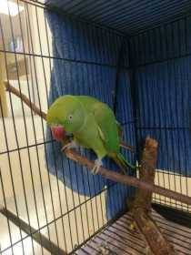 Found Indian Ringneck Parakeet