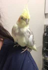 Found Cockatiel