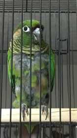 Found Conure