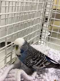 Found Budgerigar