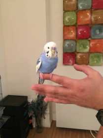 Found Budgerigar