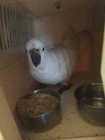 Found Cockatoo