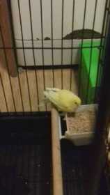 Found Canary