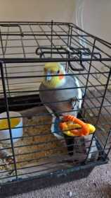 Found Cockatiel