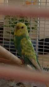 Found Budgerigar