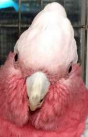 Found Galah Cockatoo