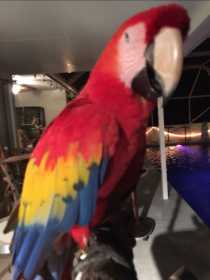 Found Macaw