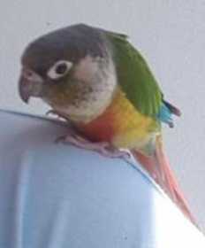 Found Conure