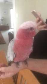 Found Galah Cockatoo