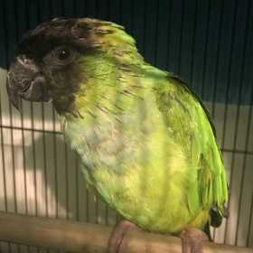 Found Nanday / Black-Hooded Parakeet