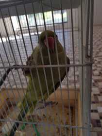 Found African Ringneck Parakeet