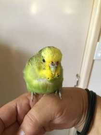 Found Budgerigar