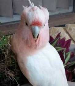 Found Major Mitchell Cockatoo