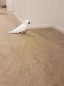 Found Cockatoo