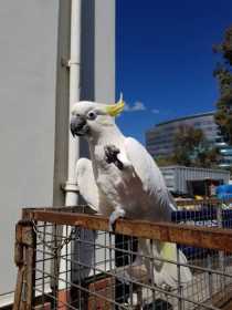 Found Cockatoo