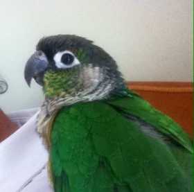 Found Conure