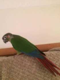 Found Conure