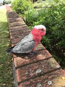 Found Galah Cockatoo