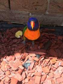 Found Lory / Lorikeet