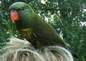 Found Lory / Lorikeet