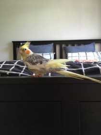 Found Cockatiel