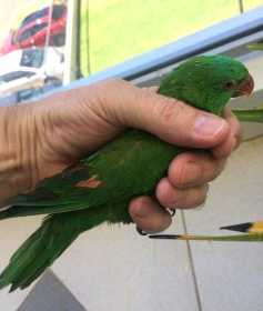 Found Lory / Lorikeet