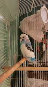 Found Budgerigar