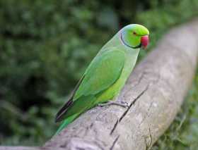 Found Indian Ringneck Parakeet