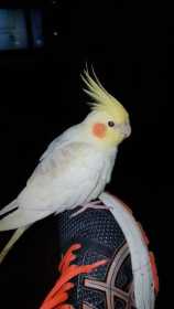 Found Cockatiel