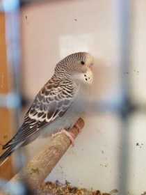 Found Budgerigar