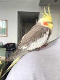 Found Cockatiel