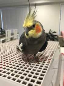 Found Cockatiel