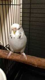 Found Budgerigar