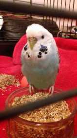 Found Budgerigar