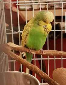 Found Budgerigar