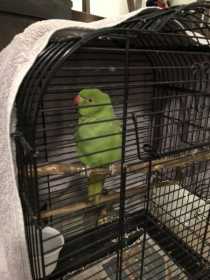 Found Indian Ringneck Parakeet