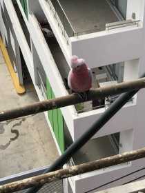 Found Galah Cockatoo