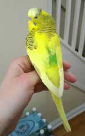 Found Budgerigar